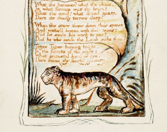 Animal art, Tiger illustration, William Blake FINE ART PRINT, European antique vintage prints, posters, paintings, drawings, reproductions