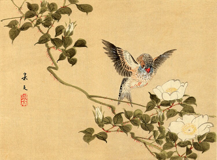 スーツ特別割引クーポン 日本の鳥と花のアートプリントキンカチョウとチェロキーローズの 絵画