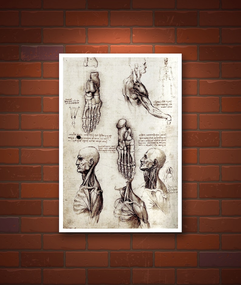Antique Art Prints Da Vinci Anatomical Medical Print Studies Etsy