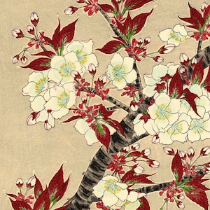 Japanese flowers art prints, floral art, Blooming Sakura Cherry Blossoms fine art print, paintings, woodblock prints, wall art home decor