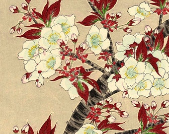 Japanese flowers art prints, floral art, Blooming Sakura Cherry Blossoms fine art print, paintings, woodblock prints, wall art home decor