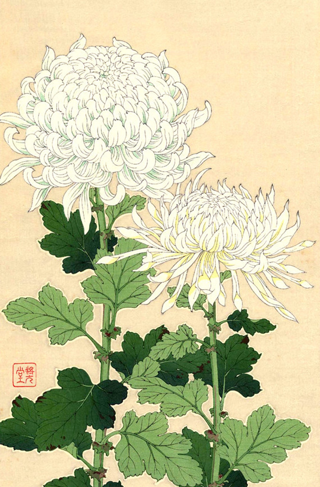Japanese Art, Flowers Floral Botanical Art Prints, White Chrysanthemums