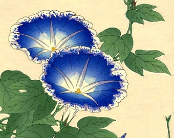 Japanese art, botanical floral flowers art prints, posters, blue morning glory flowers, Morning Glories FINE ART PRINT, japanese woodblock