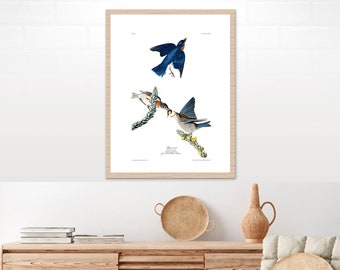 Animal art, Bird painting, Vintage birds illustrations, Blue Bird John James Audobon FINE ART PRINT, birds drawings, art print, poster, gift