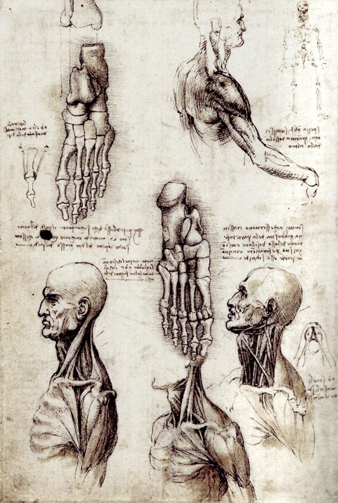 Antique Art Prints, Da Vinci Anatomical Medical Print, Studies of Body ...