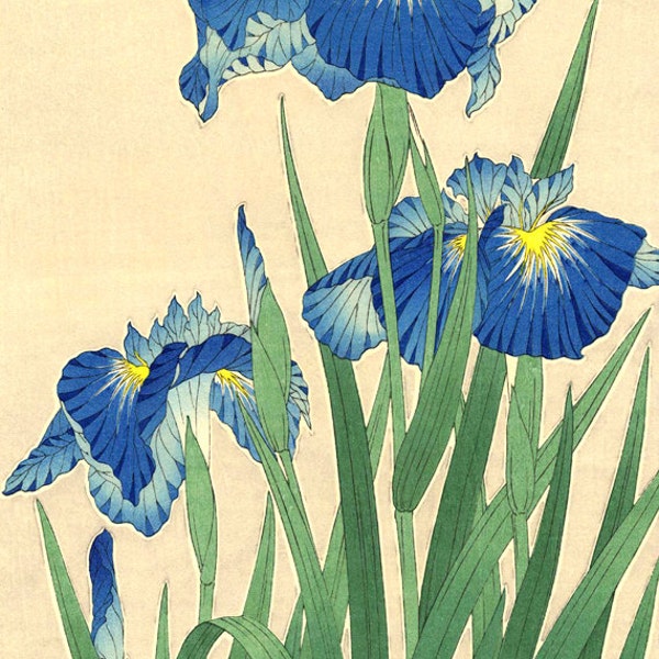 Japanese Iris Etsy
