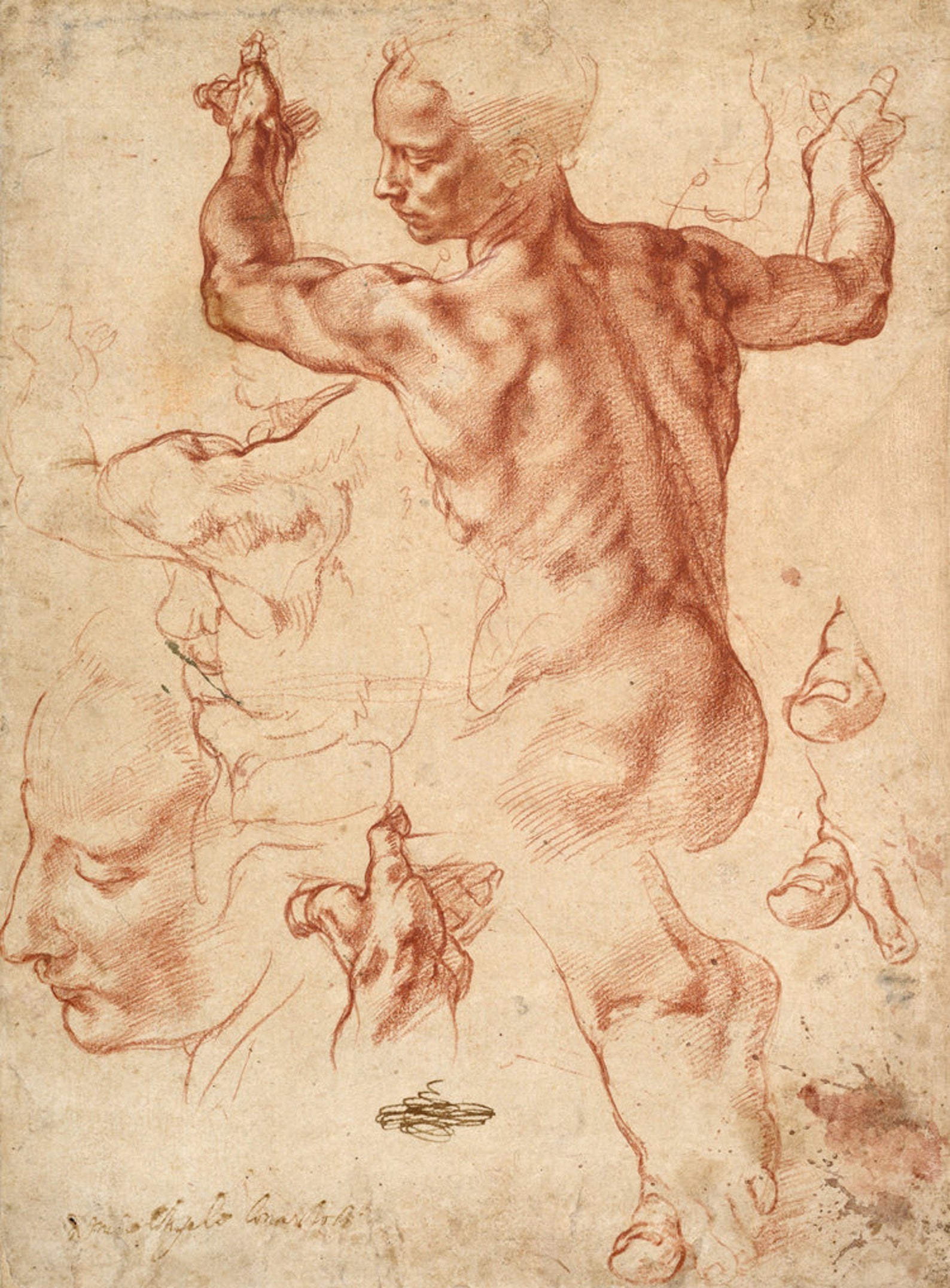 Studies Libyan Sybil Michelangelo Buonarroti drawing FINE ART Etsy