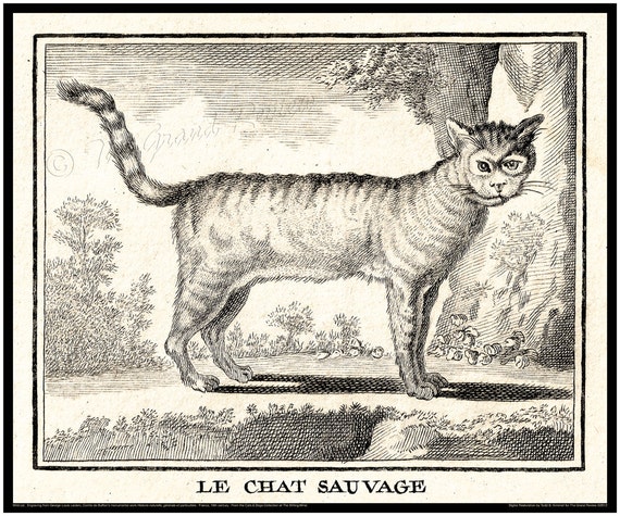 Antique Cat Print 18th Century Le Chat Sauvage The Wild Etsy Antique Cat Print 18th Century Le Chat Sauvage The Wild Etsy