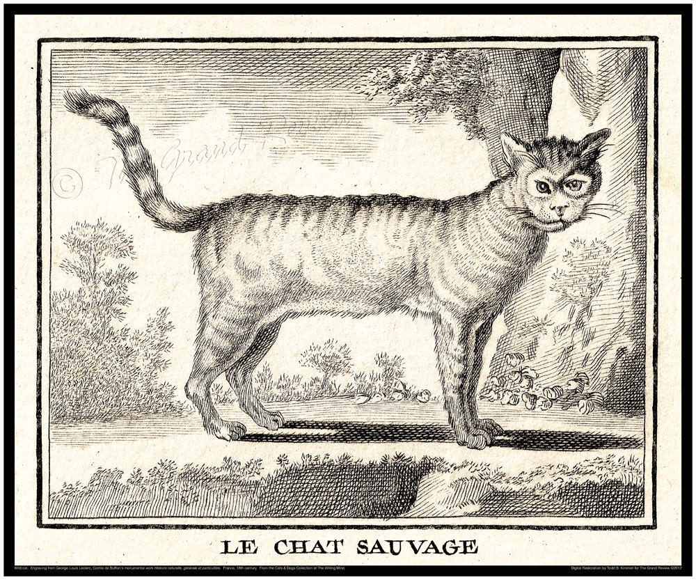 Antique Cat Print 18th Century Le Chat Sauvage The Wild Etsy