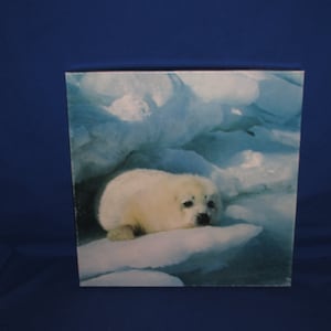 SPRINGBOK JIGSAW PUZZLE Furry Polar Seal 500 Pieces Hallmark