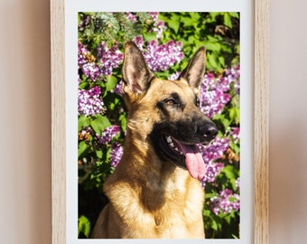 Belga Malinois Shepherd Fotografía imprimible, arte canino de arte canino decoración del hogar, arte de pared imprimible, decoración del hogar, regalo del amante del perro