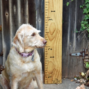 Height Marker for Growth Chart Ruler Mini Dog Bone Decal Measuring Mark image 2