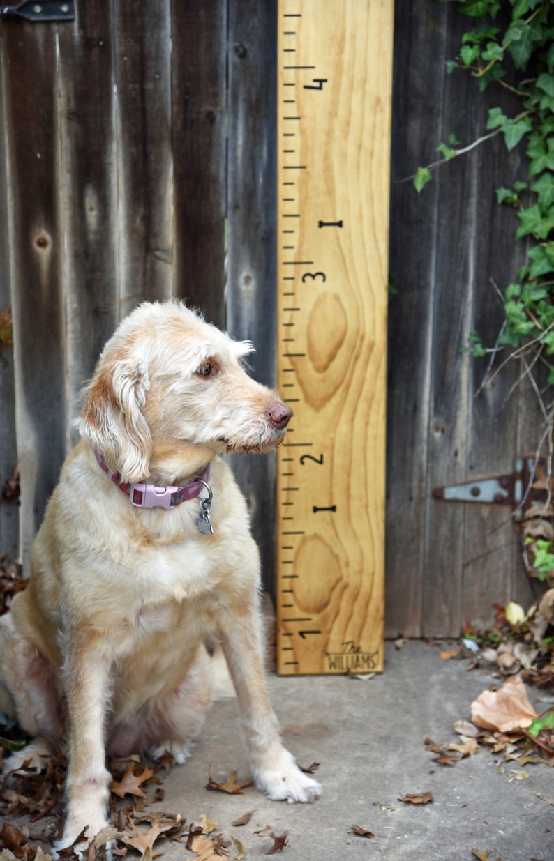 Height Marker for Growth Chart Ruler Mini Dog Bone Decal Measuring Mark image 2