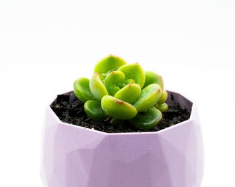 Painted Lady Echeveria Derenbergii Succulent: Easy Indoor Plant