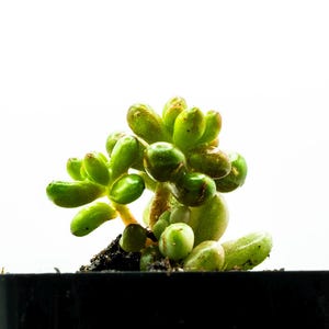 Pink Jelly Beans - Sedum Rubrotinctum Aurora |  Beautiful Colorful Succulent | Drought Tolerant | Easy to Grow!
