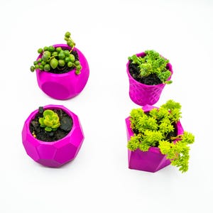 May include: Four small succulent plants in magenta geometric pots. The pots have a faceted design.