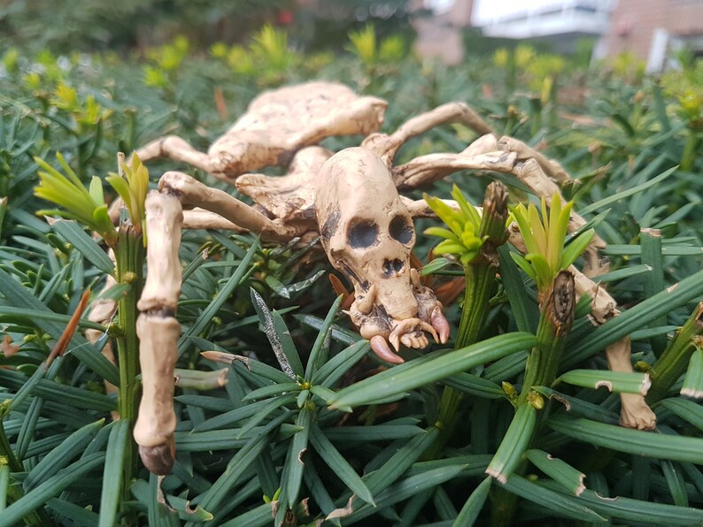 Skeleton Spider