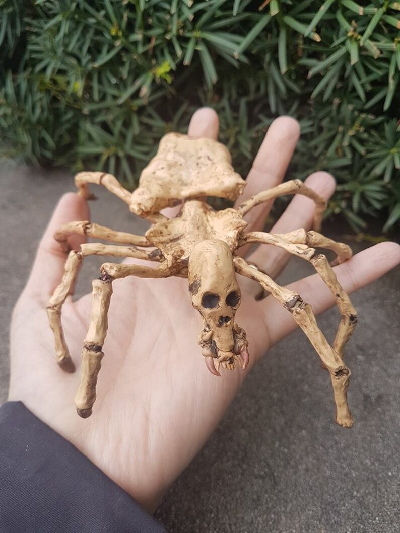 Skeleton Spider