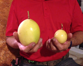 Yellow Giant Passion Fruit Seeds - Maracuja Amarelo Gigante - Maracuyá Amarillo Gigante - Parcha Amarilla Gigante