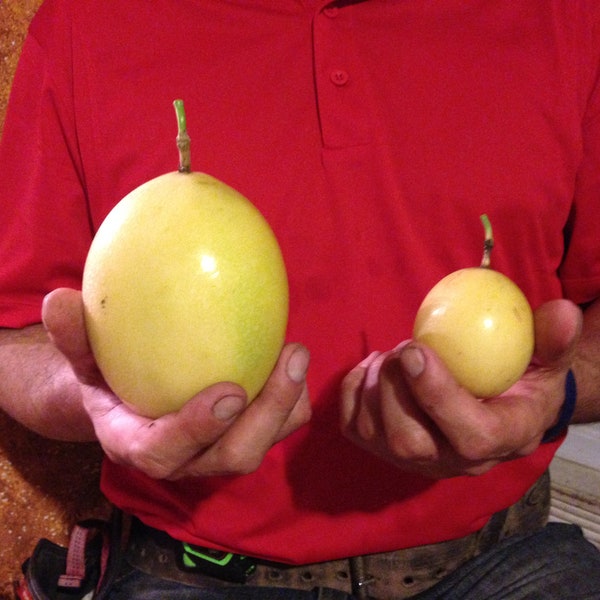 Graines de fruit de la passion géant jaune - Maracuja Amarelo Gigante - Maracuyá Amarillo Gigante - Parcha Amarilla Gigante