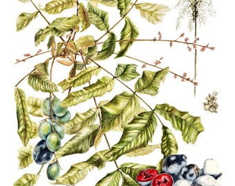 Davidson's Plum Botanical Print A4 size - Davidsonia pruriens by Cairns Artis Julie McEnerny