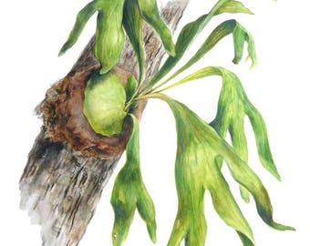 Staghorn Fern Mount Etsy Staghorn Fern Mount Etsy