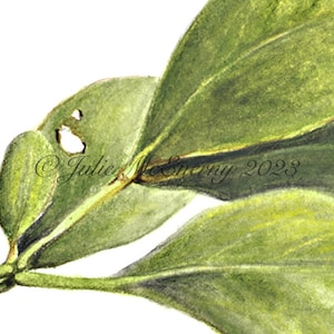 Mangrove Botanical Print, Sonneratia alba, from original botanical illustration by Julie McEnerny, A5 size, ready to frame image 3