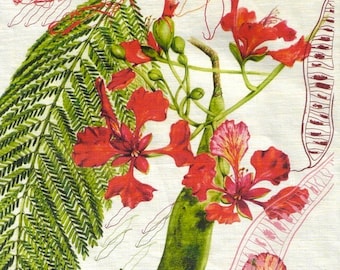 Pure Linen tea towel featuring Julie McEnerny's botanical illustration of the poinciana or tree, Delonix regia