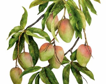Mango Botanical Print A4 size by Australian artist Julie McEnerny