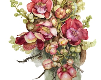 Botanical Print Cannonball Tree Flowers,  Couroupita guianensis, by Australian artist Julie McEnerny