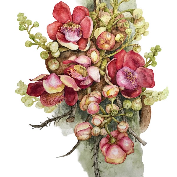 Botanical Print Cannonball Tree Flowers,  Couroupita guianensis, by Australian artist Julie McEnerny