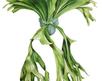 Staghorn Botanical Print, A5 size, by Australian artist Julie McEnerny
