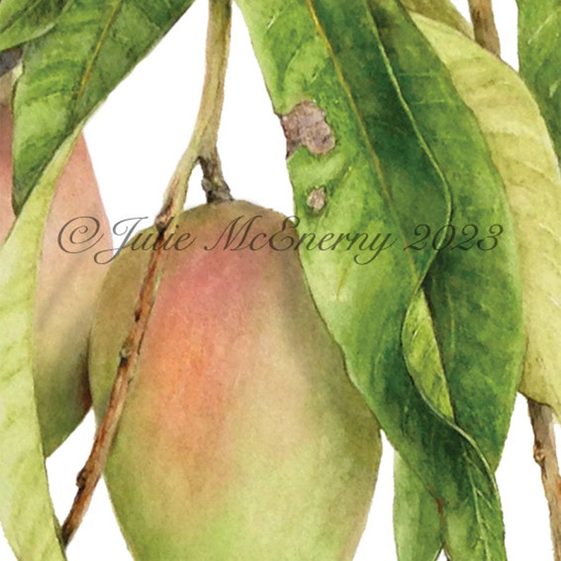 Mango Botanical Print A4 size by Australian artist Julie McEnerny image 3