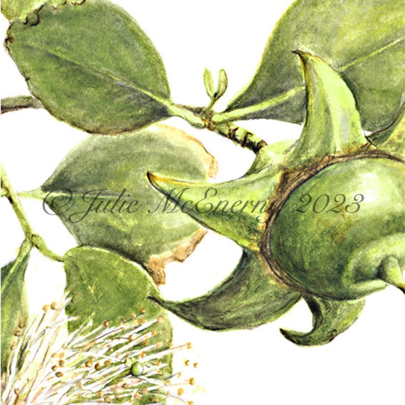 Mangrove Botanical Print, Sonneratia alba, from original botanical illustration by Julie McEnerny, A5 size, ready to frame image 2