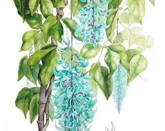 Jade Vine Botanical Print, by Australian artist Julie McEnerny, A5 size, Strongylodon macrobotrys