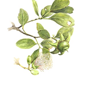 Mangrove Botanical Print, Sonneratia alba, from original botanical illustration by Julie McEnerny, A5 size, ready to frame image 1