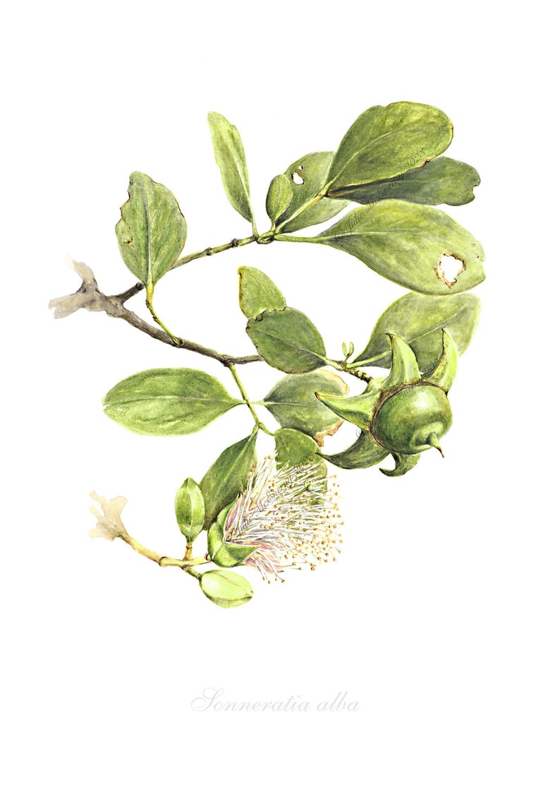Mangrove Botanical Print, Sonneratia alba, from original botanical illustration by Julie McEnerny, A5 size, ready to frame image 1