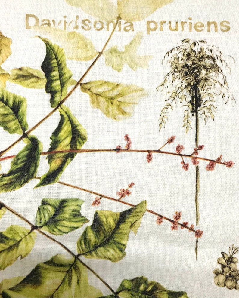 Davidson's Plum Linen Tea Towel, original botanical art of Davidsonia pruriens, Nth Queensland native rainforest superfood image 5