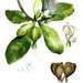 see more listings in the A5 Botanical Prints section