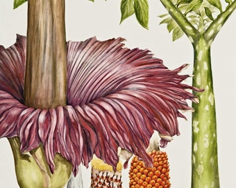 Titan Arum Botanical Print, from original botanical illustration, Amorphophallus titanum, by Australian artist Julie McEnerny.  A5 size.