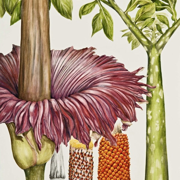 Titan Arum Botanical Print, from original botanical illustration, Amorphophallus titanum, by Australian artist Julie McEnerny.  A5 size.