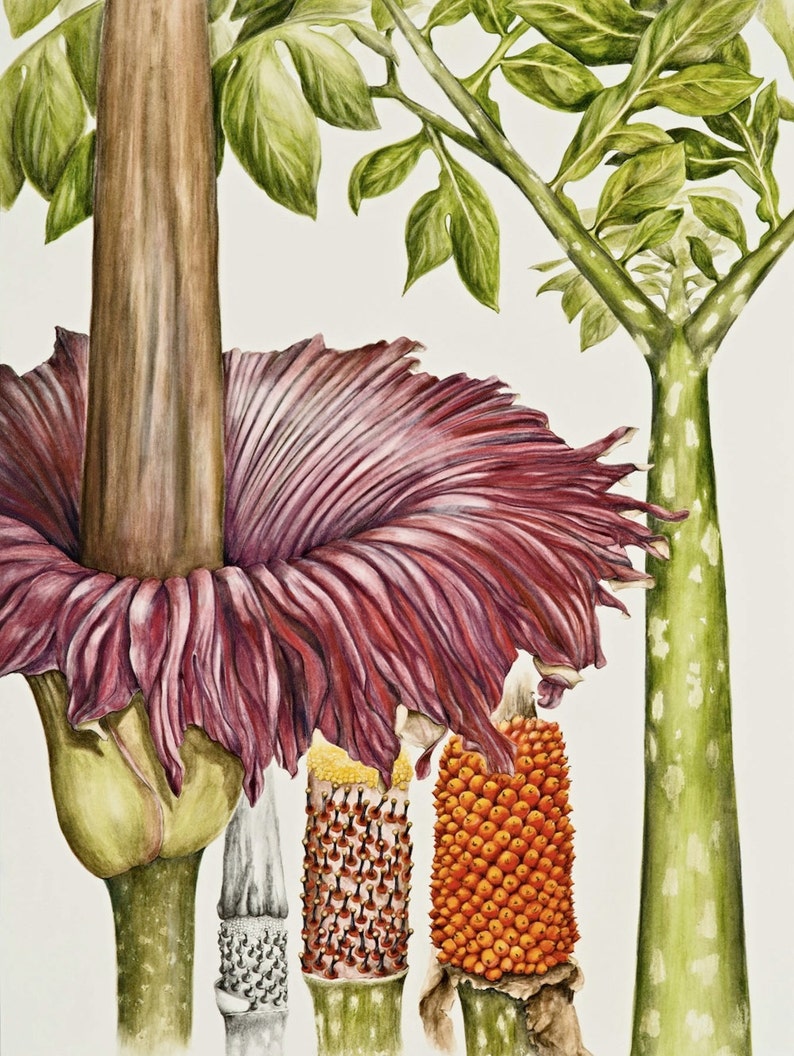 Titan Arum Botanical Print, from original botanical illustration, Amorphophallus titanum, by Australian artist Julie McEnerny. image 1