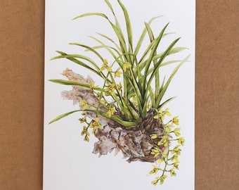 Native Australian Orchid Card, Cymbidium madidum with original botanical art by Australian artist Julie McEnerny