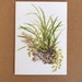 see more listings in the Botanical Cards section