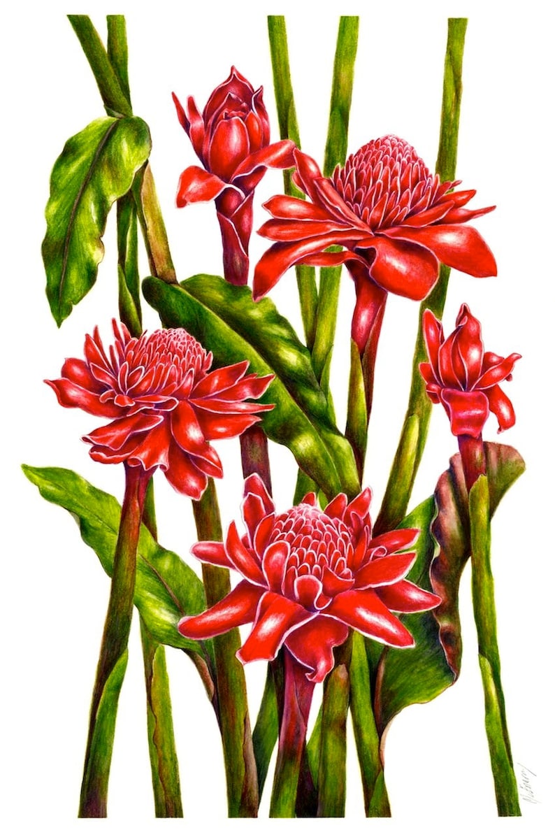 Tropical Torch Ginger Botanical Print A4 Size by Australian Etsy