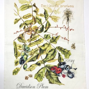 Davidson's Plum Linen Tea Towel, original botanical art of Davidsonia pruriens, Nth Queensland native rainforest superfood image 2