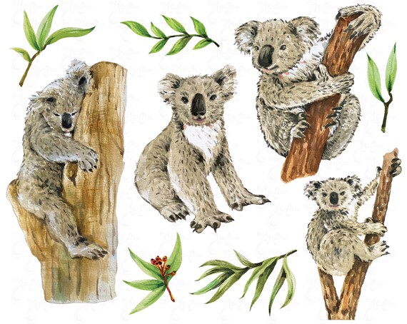 Koala. Koala watercolor clipart, Australia, Koala Bear, Watercolor, Flowers, Baby Shower, Kids, Baby, Cute, Nursery Wall Art Am035 Il_570xn