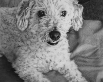 Custom Pet Portrait Drawing from Photo Charcoal Custom Pet Drawing from Photo Pet Memorial Custom Dog Portrait Drawing Custom Cat Portrait