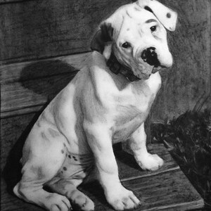 Puede incluir: Un dibujo a l&aacute;piz en blanco y negro de un cachorro de bulldog blanco sentado en unos escalones de madera. El cachorro lleva un collar negro y mira al espectador.