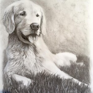Puede incluir: Un dibujo a l&aacute;piz en blanco y negro de un perro golden retriever acostado en la hierba. El perro est&aacute; mirando hacia la derecha de la imagen y tiene la lengua fuera. El dibujo est&aacute; firmado "Amy 2017" en la esquina inferior derecha.